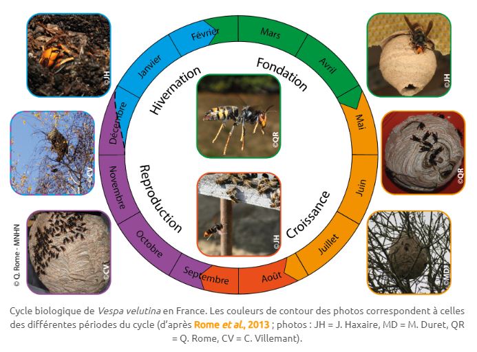 Cycle biologique du frelon asiatique